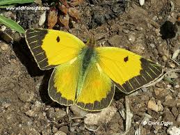 Attēlu rezultāti vaicājumam “Colias croceus underside”