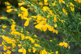 Attēlu rezultāti vaicājumam “Cytisus scoparius flower”
