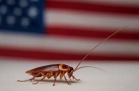 Image result for ゴキブリ報告所