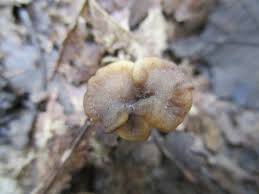 Attēlu rezultāti vaicājumam “Pseudocraterellus”