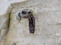 Attēlu rezultāti vaicājumam “Semioscopis oculella”