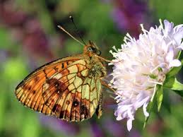 Attēlu rezultāti vaicājumam “Brenthis ino underside”