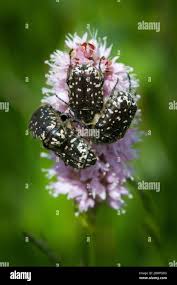 Attēlu rezultāti vaicājumam “Oxythyrea funesta”