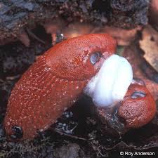 Attēlu rezultāti vaicājumam “Arion lusitanicus”