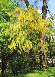 Attēlu rezultāti vaicājumam “Laburnum”