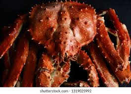 Image result for Maja brachydactyla