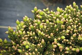 Attēlu rezultāti vaicājumam “Picea orientalis”