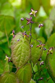 Attēlu rezultāti vaicājumam “Epimedium alpinum”