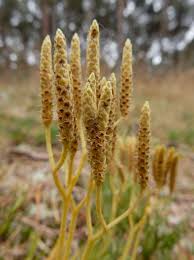 Attēlu rezultāti vaicājumam “Diphasiastrum tristachyum”