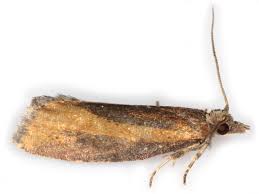 Attēlu rezultāti vaicājumam “Epinotia sordidana”