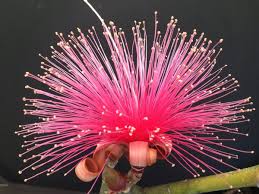 Attēlu rezultāti vaicājumam “Diderma globosum sessile”