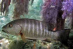 Image result for Lutjanus cyanopterus