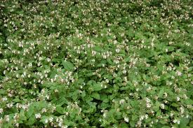 Attēlu rezultāti vaicājumam “Symphytum grandiflorum”