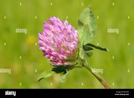 Attēlu rezultāti vaicājumam “Trifolium alpestre flower”