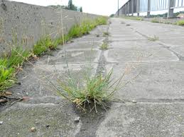 Attēlu rezultāti vaicājumam “Puccinellia distans”