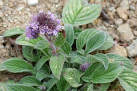 Image result for Phacelia