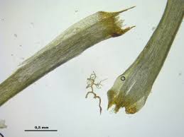 Attēlu rezultāti vaicājumam “Paraleucobryum longifolium”