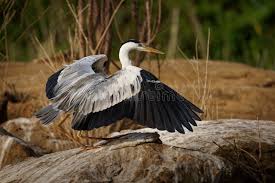Attēlu rezultāti vaicājumam “Ardea cinerea”