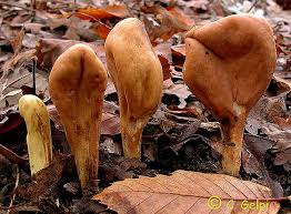 Attēlu rezultāti vaicājumam “Clavariadelphus pistillaris”