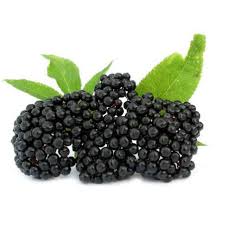 Attēlu rezultāti vaicājumam “Sambucus nigra fruit”