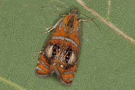 Attēlu rezultāti vaicājumam “Olethreutes arcuella”