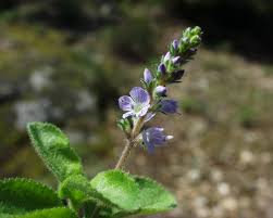 Attēlu rezultāti vaicājumam “Veronica officinalis”