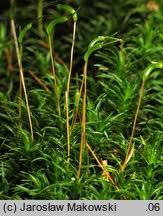 Attēlu rezultāti vaicājumam “Atrichum flavisetum”