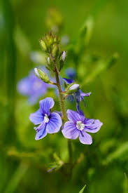 Attēlu rezultāti vaicājumam “Veronica chamaedrys flower”