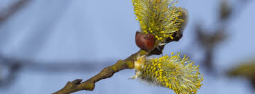 Attēlu rezultāti vaicājumam “Salix caprea fruit”