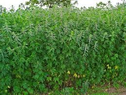 Image result for Leonurus cardiaca