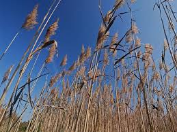 Attēlu rezultāti vaicājumam “Phragmites communis fruit”