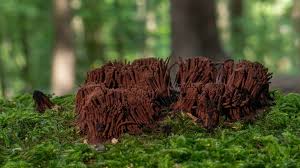 Attēlu rezultāti vaicājumam “Symphytocarpus flaccidus spores”