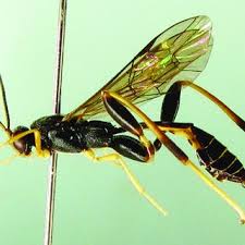 Attēlu rezultāti vaicājumam “Diderma cinereum”