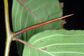 Attēlu rezultāti vaicājumam “Crataegus macracantha fruit”