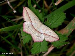 Attēlu rezultāti vaicājumam “Timandra comae”