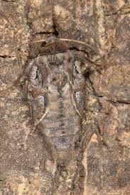 Attēlu rezultāti vaicājumam “Apamea sordens”