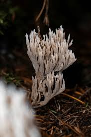Attēlu rezultāti vaicājumam “Clavulina coralloides”
