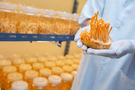 Attēlu rezultāti vaicājumam “Cordyceps”