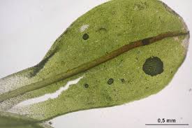 Attēlu rezultāti vaicājumam “Syntrichia latifolia”