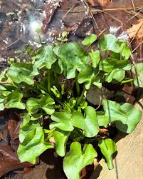 Attēlu rezultāti vaicājumam “Lathyrus palustris bud”