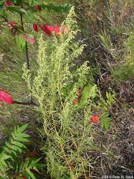 Image result for Artemisia dracunculus