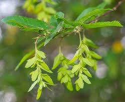Attēlu rezultāti vaicājumam “Carpinus caroliniana male flower”
