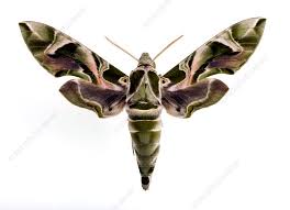 Image result for hawk moth
