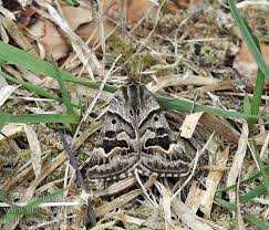 Attēlu rezultāti vaicājumam “Callistege mi”