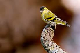 Attēlu rezultāti vaicājumam “Carduelis spinus female”