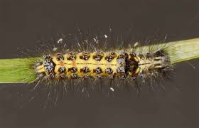 Attēlu rezultāti vaicājumam “Euproctis similis”