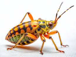 Attēlu rezultāti vaicājumam “Eurygaster testudinaria nymph”