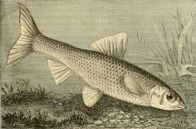 Image result for Squalius vardarensis