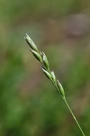 Attēlu rezultāti vaicājumam “Danthonia decumbens”