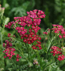 Attēlu rezultāti vaicājumam “Achillea salicifolia flower”